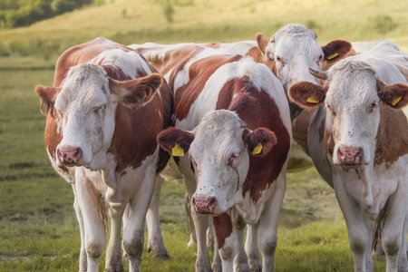 Group of farm cows closeup portraits, domestic cattle heads together in rural countryside environment outdoorsの写真素材