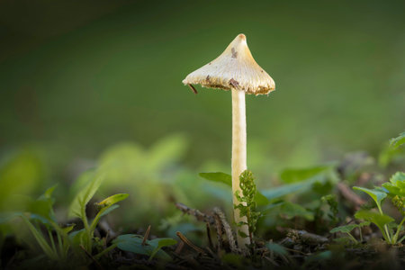 inocybe over green background ( Inocybe sororia )