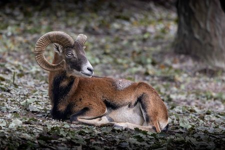 large mouflon ram into the forest (Ovis gmelini)の写真素材