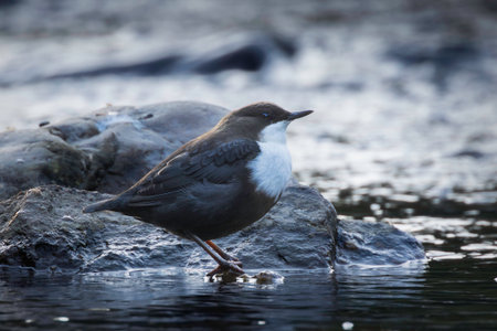 cute dipper resting on a rock (Cinclus cinclus), bird in the middlw of the riverの写真素材