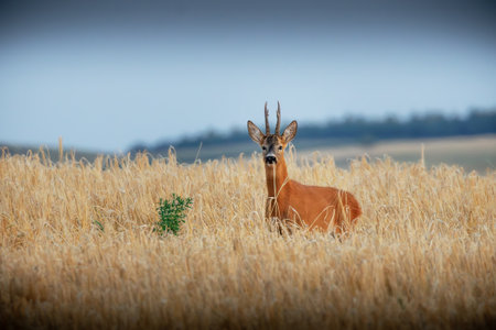 large roe deer buck in wheat field (Capreolus capreolus)の写真素材