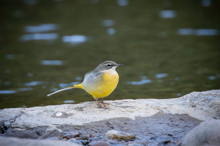 grey wagtail perched on a rock in a clear mountain stream; elegant songbird with yellow belly and long tail in natural alpine habitat. peaceful wildlife scene in nature (Motacilla cinerea)の写真素材