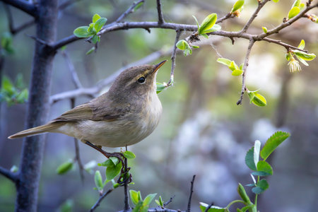 chiffchaff hiding in a bush, wild bird in beautiful light (Phylloscopus collybita)