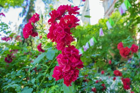 Detail of pink roses bush as floral background. Blooming of roses.の写真素材