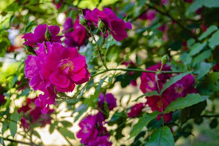 Gentle nature background with blooming roses. Beautiful rose flowers in garden. Floral romantic image.の写真素材