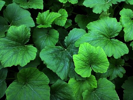 Isolated green leaves of rhubarb.の写真素材