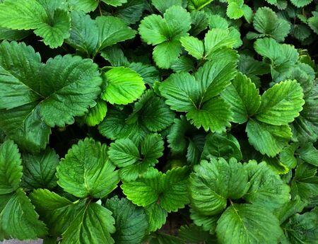 Background of planty of green strawberry leaves.の写真素材