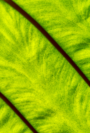 Background of green caladium leaf