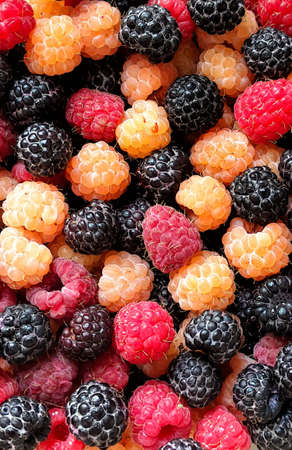 Blackberries, raspberries, and white raspberries close-up of a scattering of berries, a background...