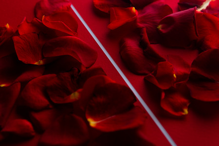Rose petals in red with a white stripeの写真素材