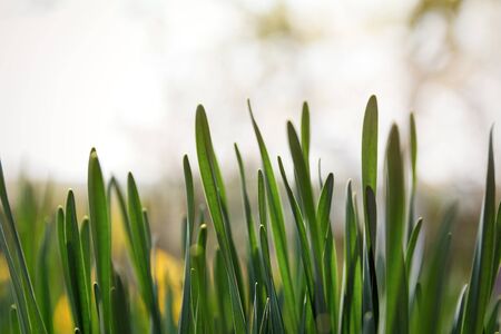 Green leaves of daffodils soft focus with blur bokeh