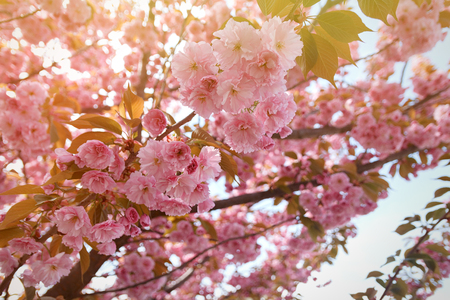 Spring background with flowering Japanese oriental cherry sakura blossom, pink buds with soft sunlight, soft focusの写真素材