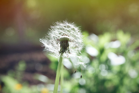 Natural background, dandelion against a background of greenery with sunlightの写真素材
