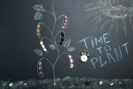 Big bean grain, bean pod, a lot of beans texture pattern background for web design and sale. time to plant on gray background with space for text, draw sprout beanの写真素材