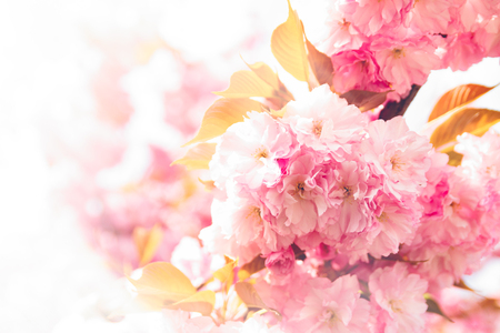 Spring background with flowering Japanese oriental cherry sakura blossom, pink buds with soft sunlight, soft focusの写真素材