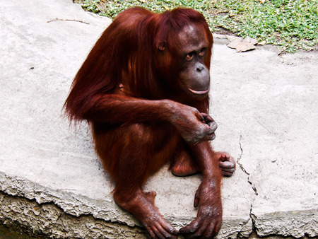 Orangutanの写真素材