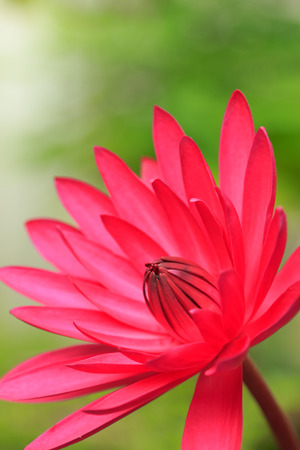 Close-up photo of a lotus fiowerの写真素材