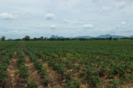 growth cassava field in farmの写真素材