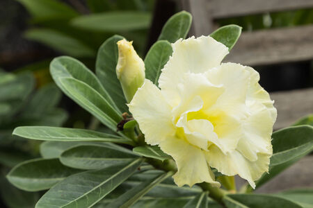 Desert Rose or Impala Lilyの写真素材