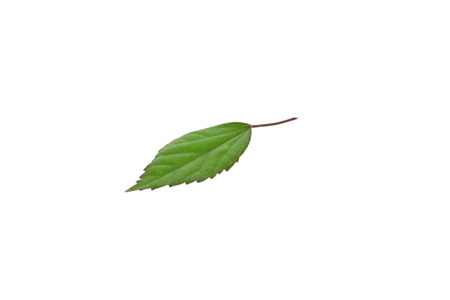 Green leaf isolated on white backgroundの写真素材