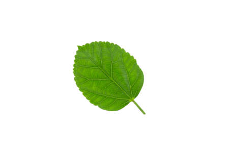 Green leaf isolated on white backgroundの写真素材