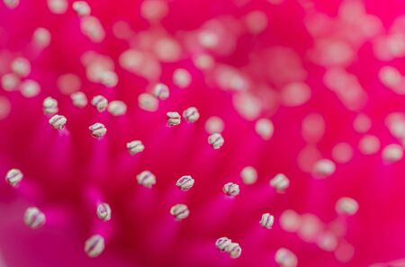 cose up of flower backgroundの写真素材