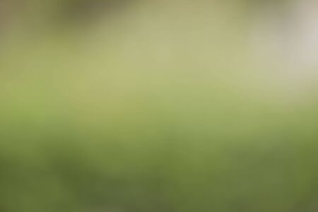 Natural green blurred backgroundの写真素材