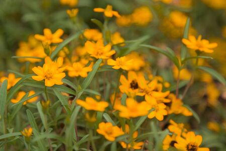 close-up photo of a yellow flowerの写真素材