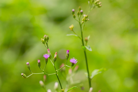 photo of a purple flowerの写真素材