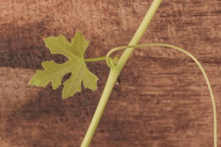 green leaf on wood backgroundの写真素材