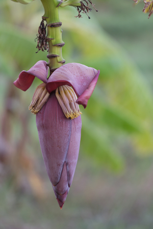 Banana blossom organic fresh in jungle parkの写真素材