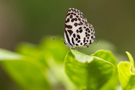 a photo of butterfly on leafの写真素材