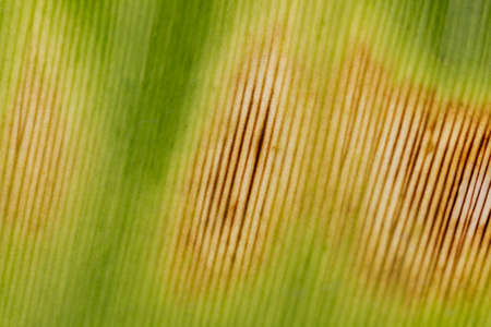 closeup photo of a green leafの写真素材