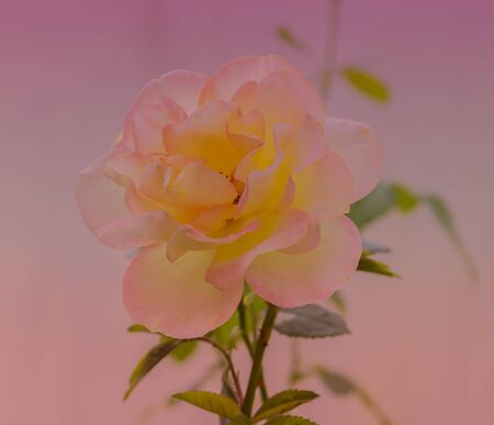 pink rose in the gardenの写真素材