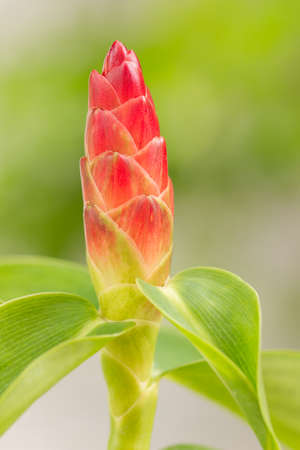 an image of red flowerの写真素材