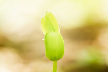 close up young plant growingの写真素材