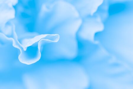 white flowers in the gardenの写真素材