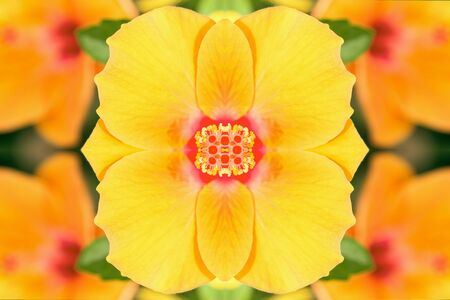 mirrored image of green leaves and flowersの写真素材