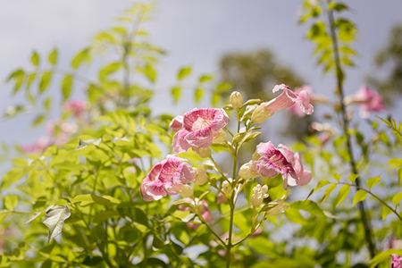 image of purple flower background