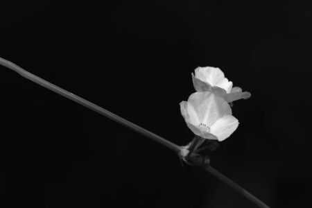 Closeup of white flowerの写真素材