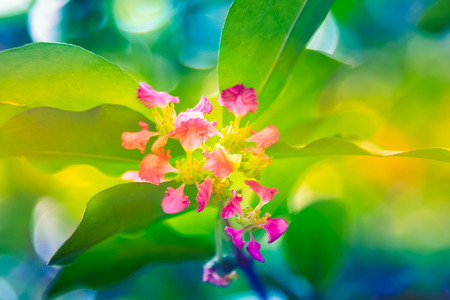 closeup of pink flower background