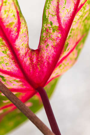closeup of green leaf background
