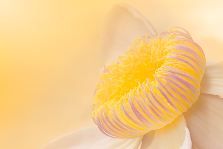 closeup of white flower,の写真素材