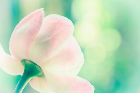 closeup of pink  flower,backgroundの写真素材
