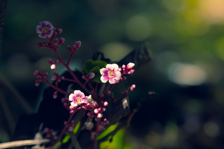 an image of purple flowerの写真素材