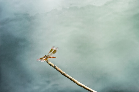 A photo of dragonfly,closeupの写真素材