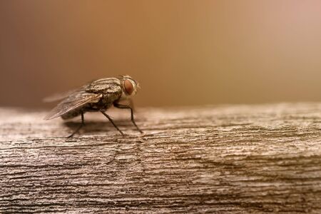 Red eyes of the fly,closeupの写真素材