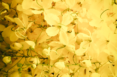 an image of yellow flowerの写真素材