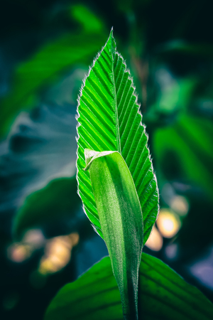Closeup of green leaves background