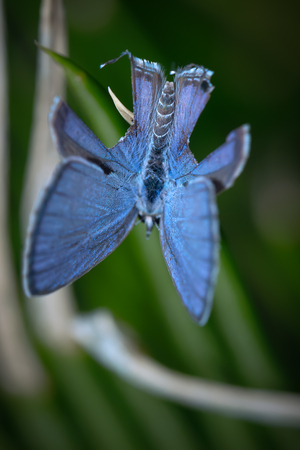Closeup of blue butterfly on leafの写真素材